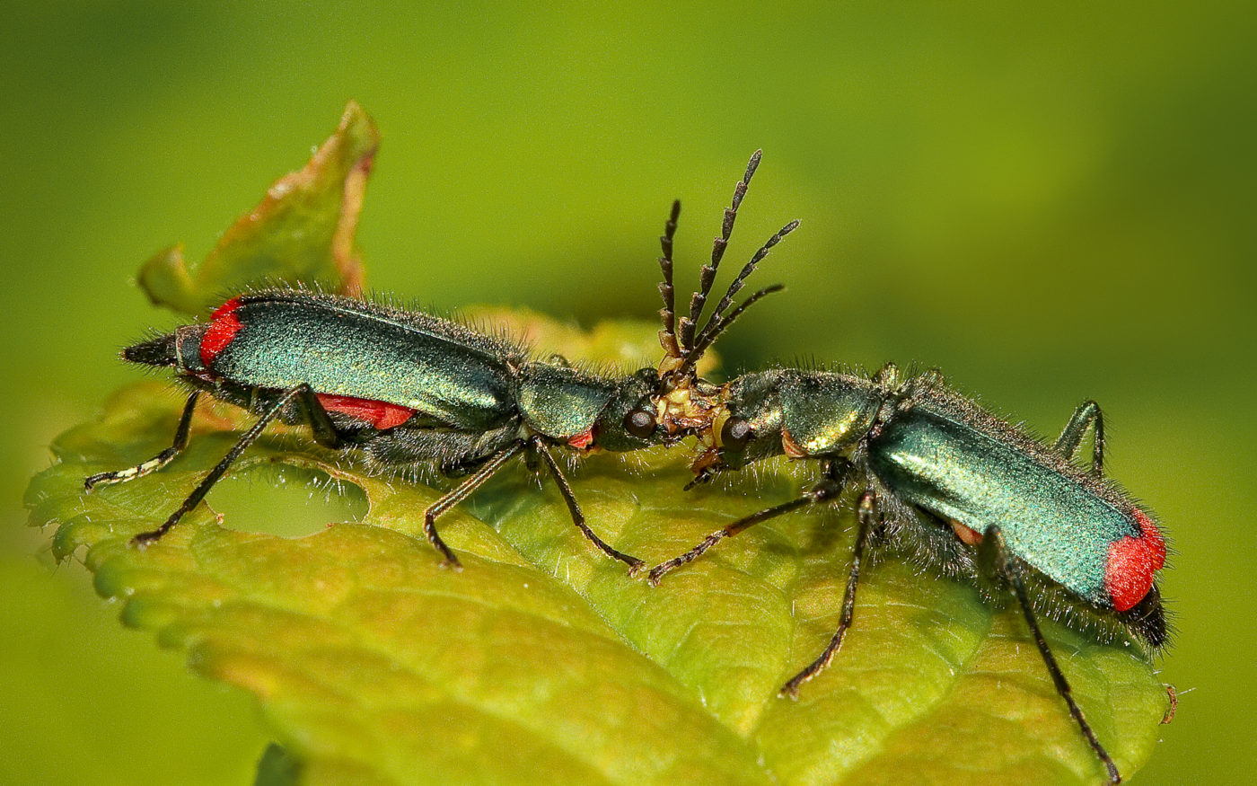 Two Red Tipped Flower Beetles, Malachius bipustulatus, on a green leaf